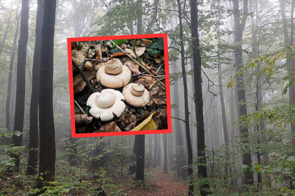 Grzyb, który rozkwita jak gwiazda. Natura potrafi zaskoczyć