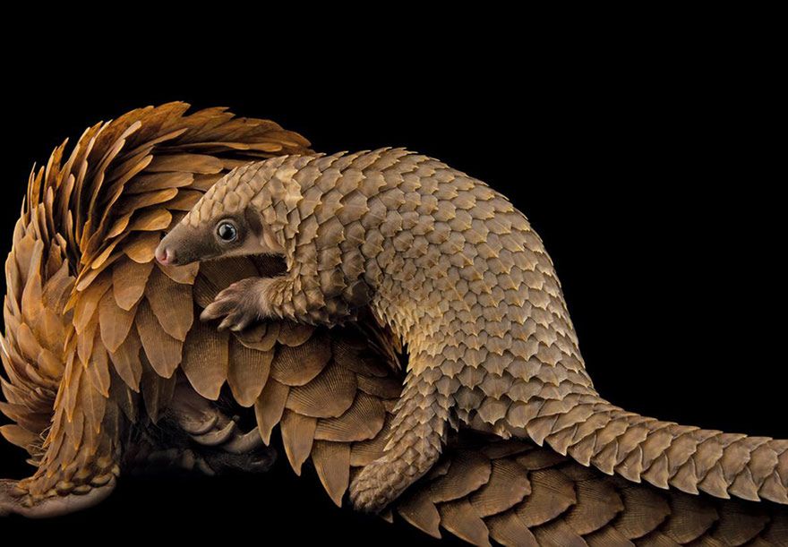Oto najlepsze fotografie 2016 roku według magazynu National Geographic 8