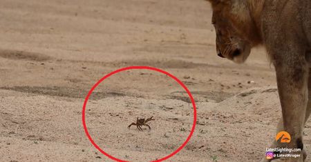 Krab obiektem zainteresowania stada lwów. Zabawne nagranie z safari w RPA