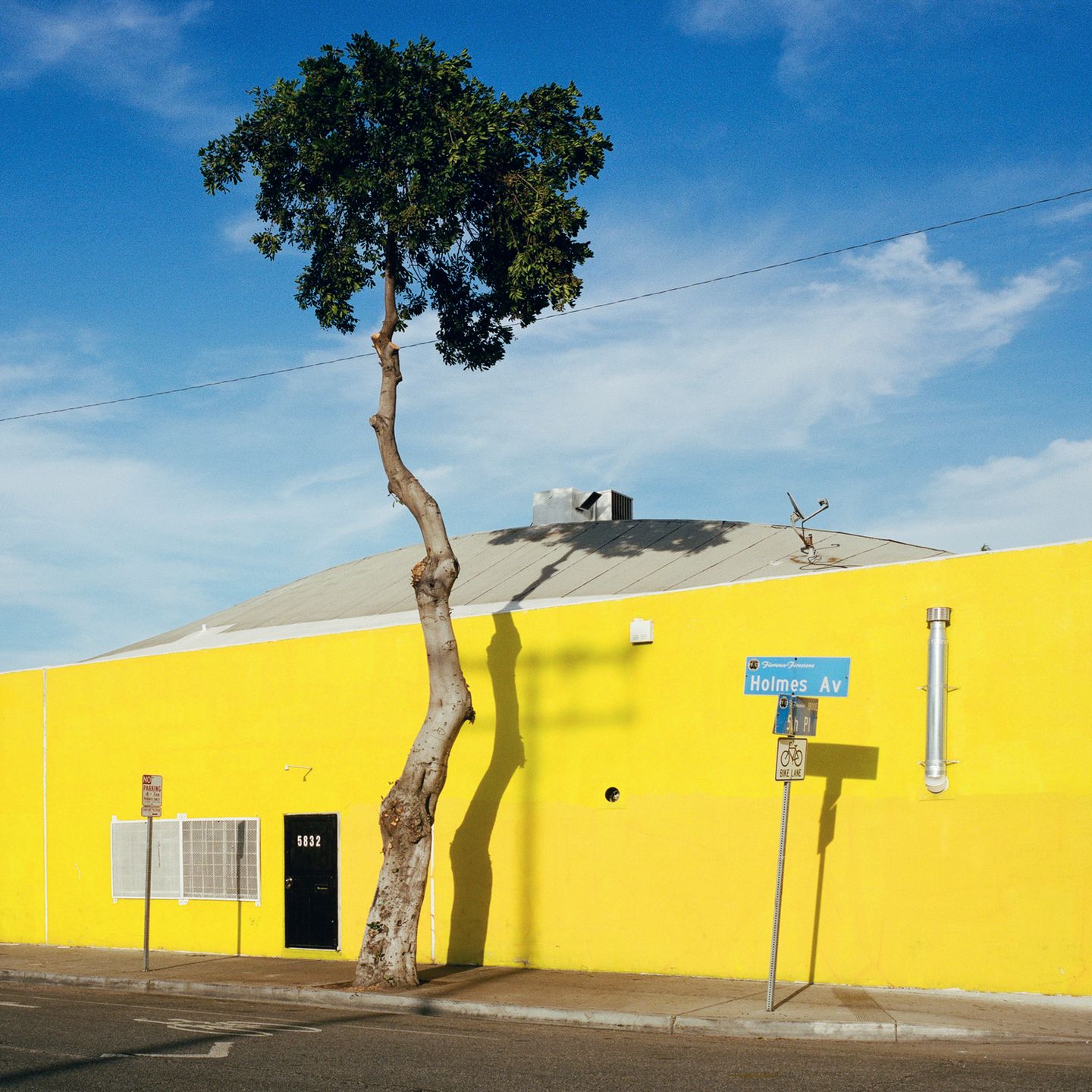“A Tree Grows In…” to projekt kalifornijskiej fotografki. który przedstawia rośliny w nietypowych miejscach 18
