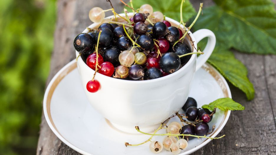 Białe, czerwone czy czarne – które porzeczki są najzdrowsze?