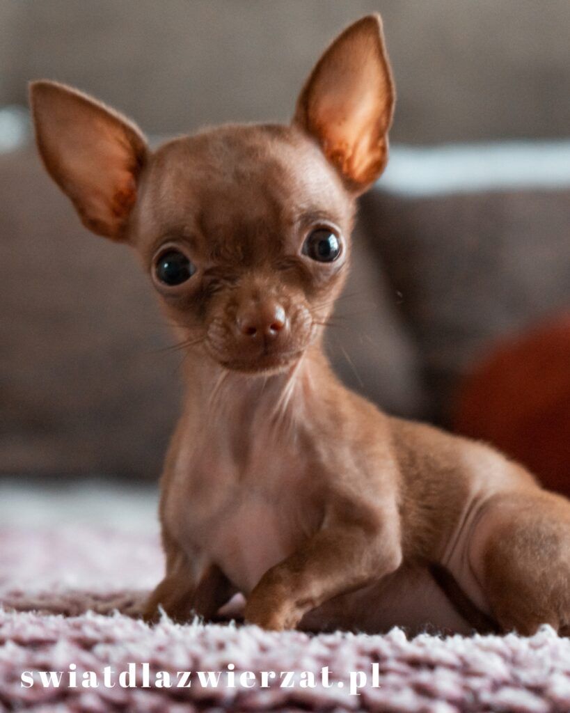 Chihuahua - ile żyje rasa psów