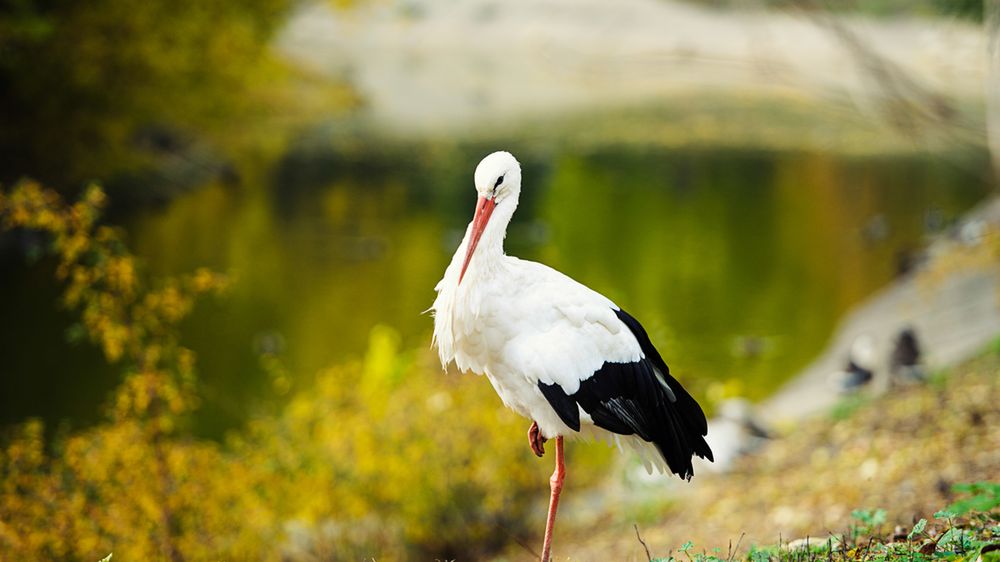 Nie możecie już doczekać się wiosny? Podglądajcie bociany w Internecie! 1