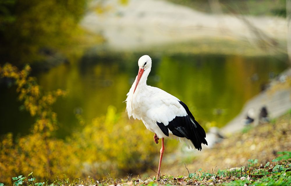 Zdjęcie bociana pochodzi z serwisu Shutterstock