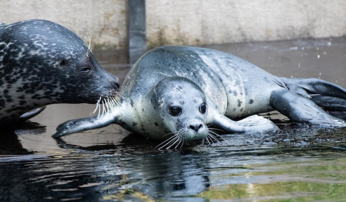 Wrocław. ZOO ma nowych podopiecznych. Urodziły się dwie foki