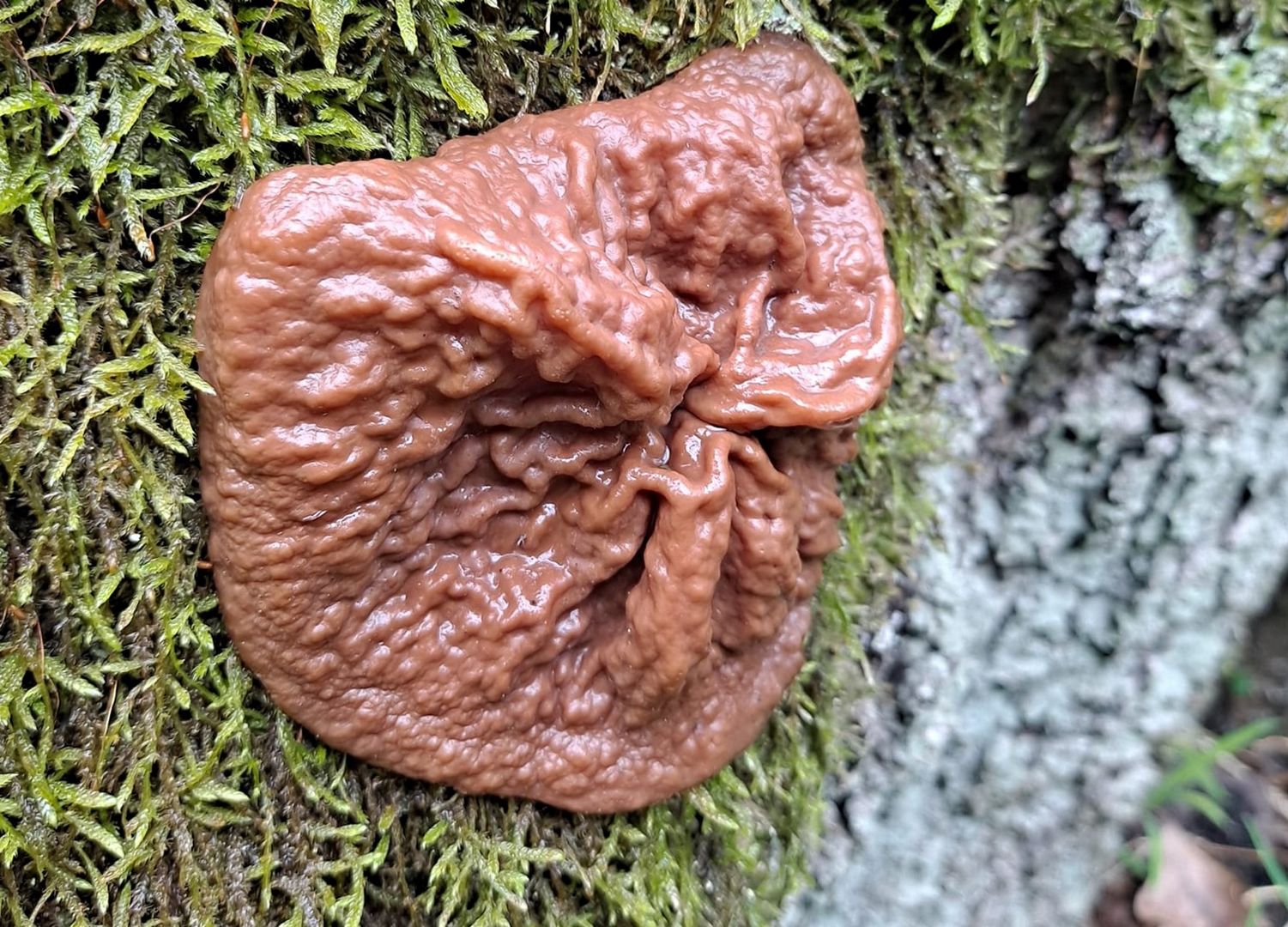 Znalazłeś takiego grzyba w lesie? Leśnicy ostrzegają
