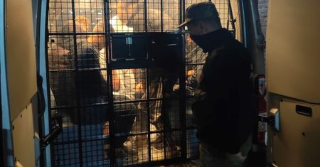 Nielegalni migranci zatrzymani przez Straż Graniczną na A4