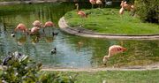 Warszawskie ZOO szykuje nową atrakcję. Powstanie "Karmazynowa Laguna"