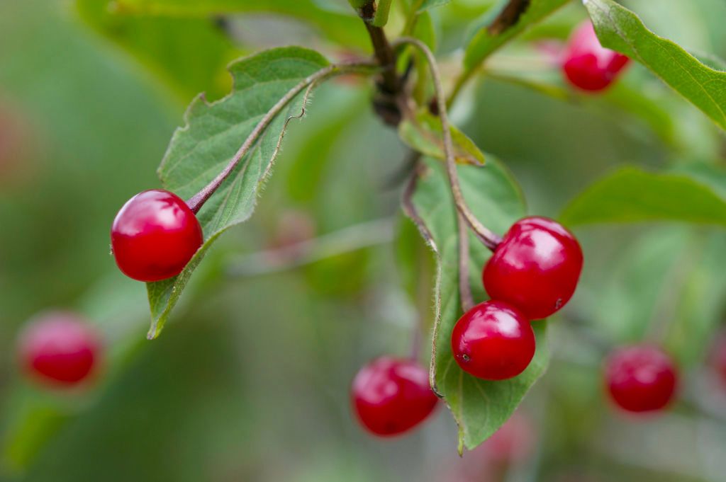 Wiciokrzew, suchodrzew (Lonicera L.)