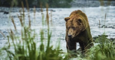 Niedźwiedź spadł na myśliwego i go zabił. Wypadek w USA