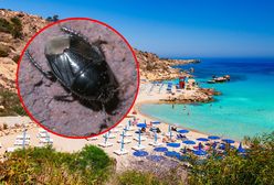 Inwazja robaków na europejskiej wyspie. Turyści uciekają z restauracji