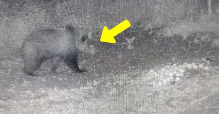 "Nie panikować". Pojawił się w tym regionie