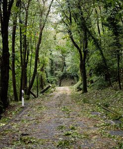 Beskidy. Powalone drzewo raniło mężczyznę
