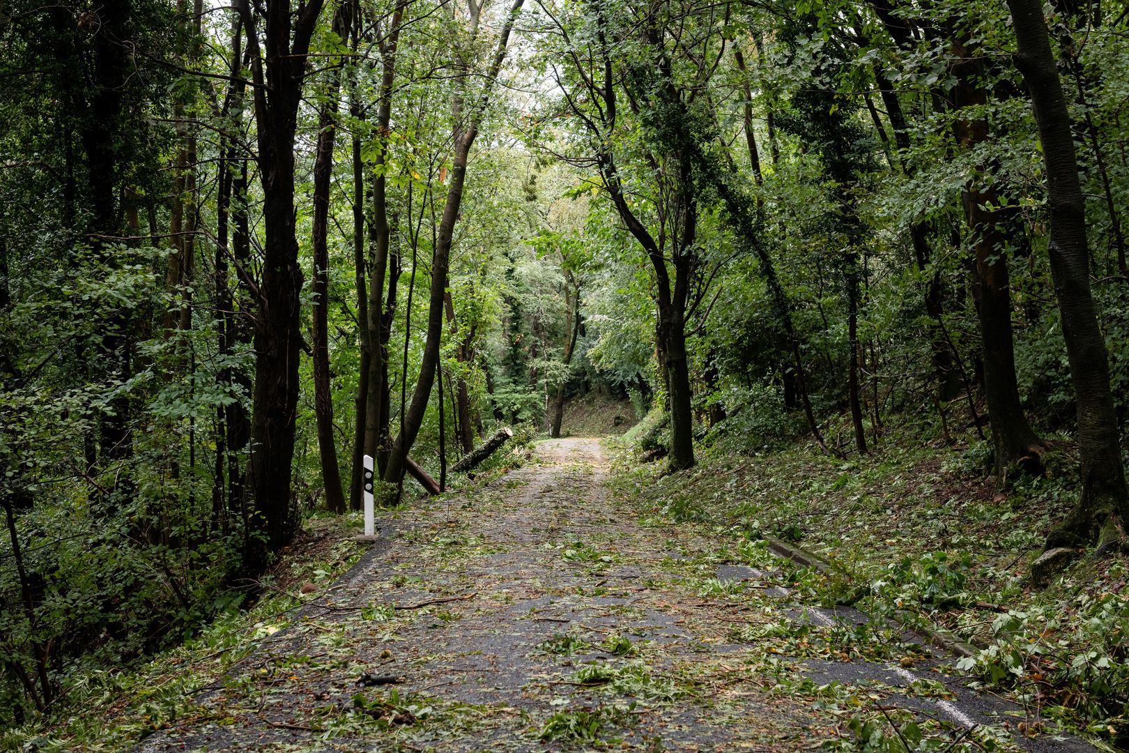 Beskidy. Powalone drzewo raniło mężczyznę