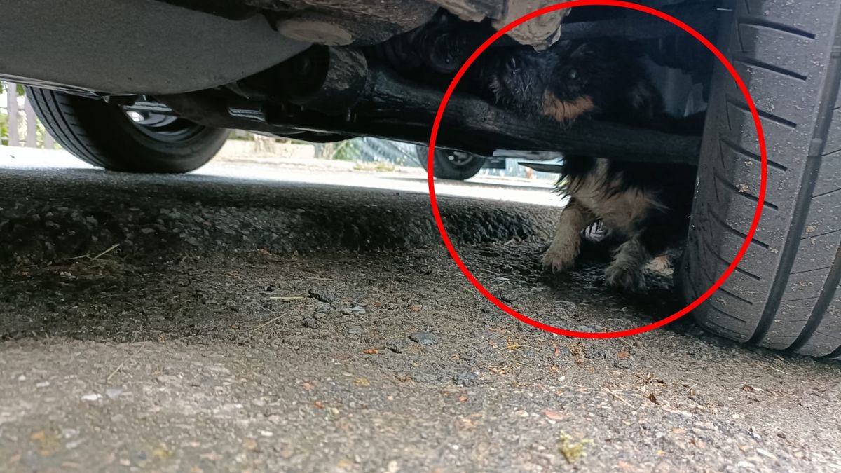 Fabia czeka na powrót do domu