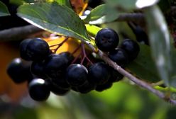 Aronia - zapomniany superowoc