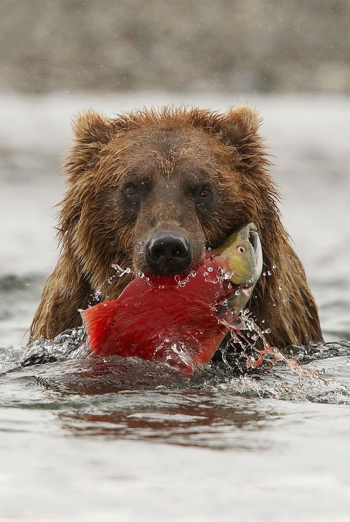 Piękna amerykańska przyroda na zdjęciach konkursu Wilderness Forever 6