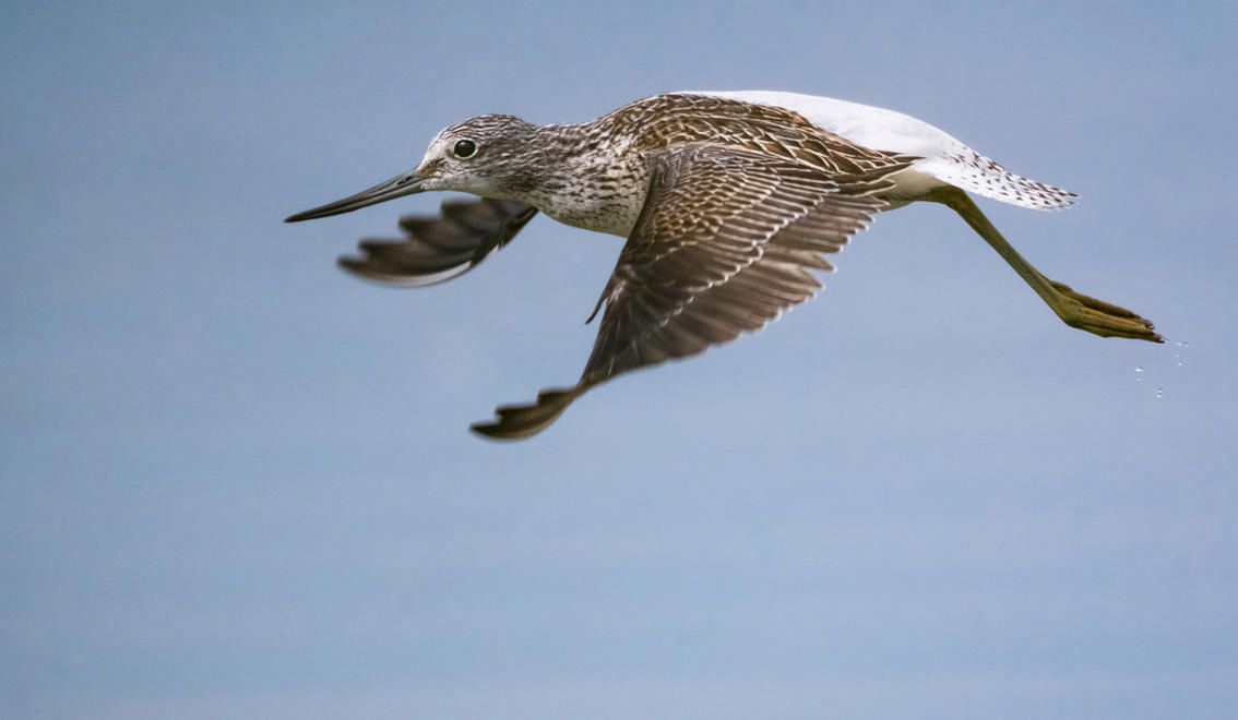 Poznaj zwycięskie zdjęcia wyłonione w konkursie Bird Photographer of The Year 2016 10