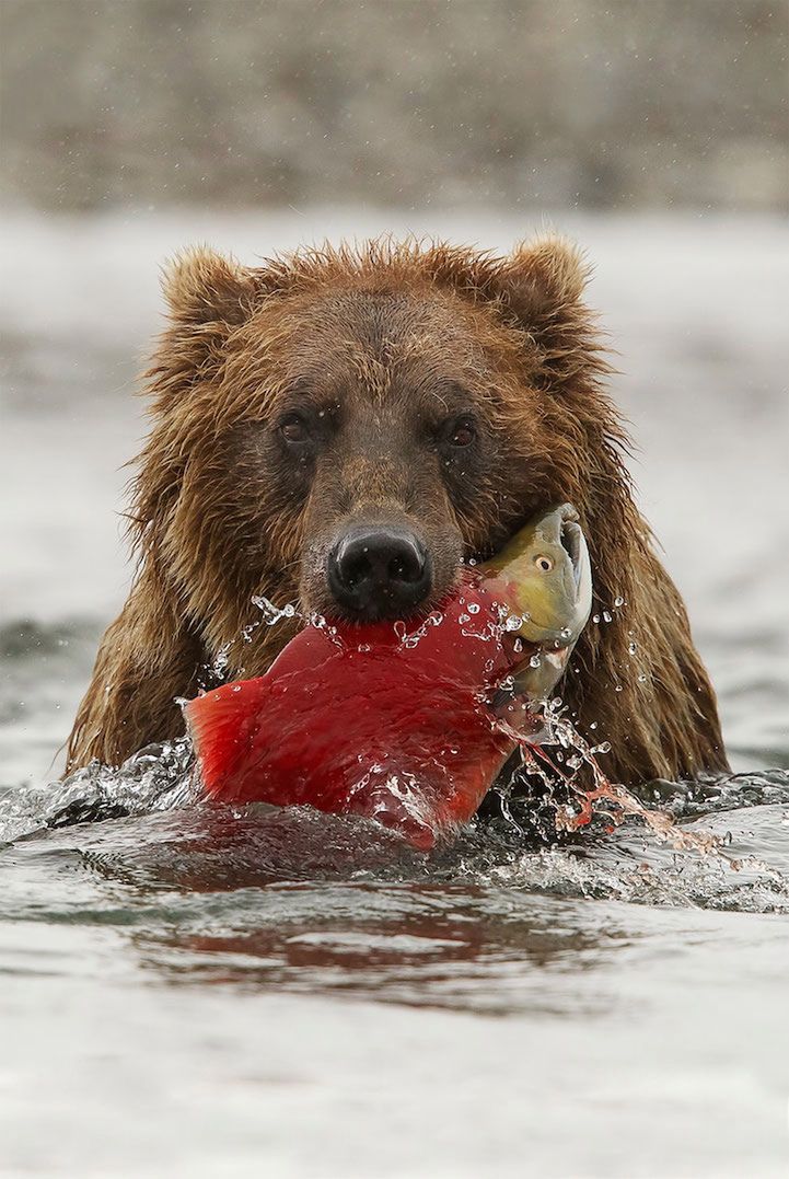 Wyróżnienie w kategorii fauna i flora, amator. Na zdjęciu Niedźwiedź brunatny. Katmai Wilderness, Park Narodowy Katmai w południowej części stanu Alaska w USA.
