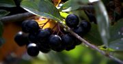 Aronia - zapomniany superowoc