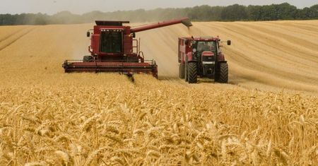 Globalne zbiory zbóż idą na rekord