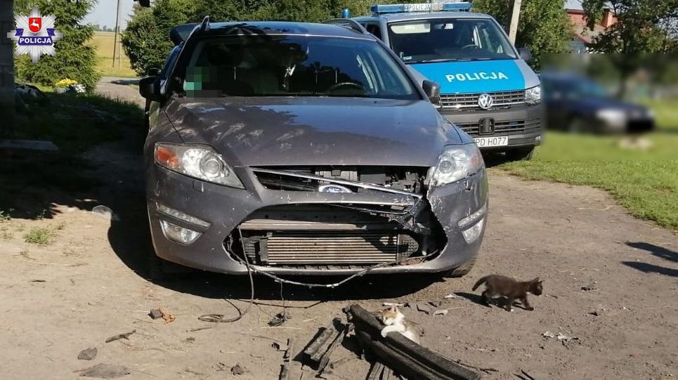 Kocięta walczyły o życie. Właścicielka forda mondeo zawiadomiła policję