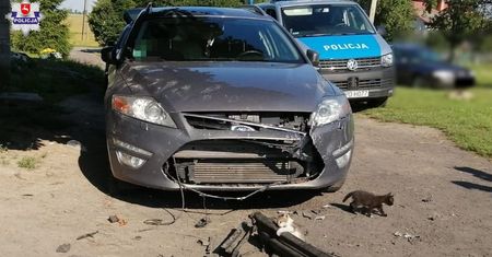 Kocięta walczyły o życie. Właścicielka forda mondeo zawiadomiła policję