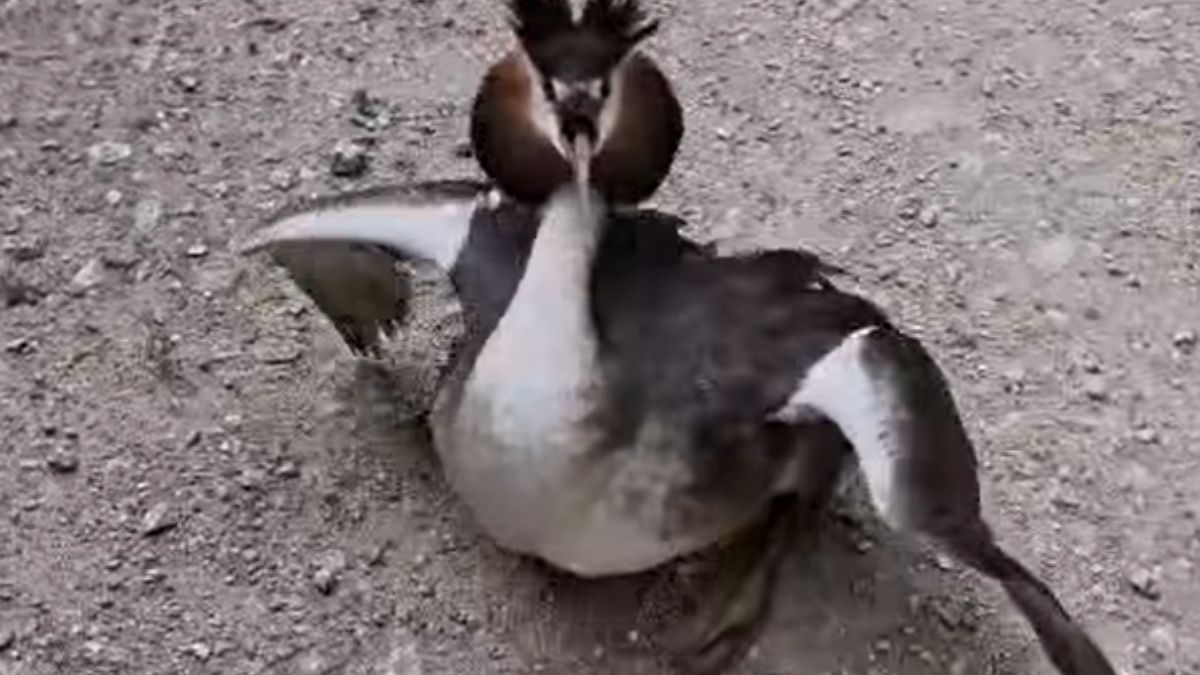 Leśnicy pod Legnicą natrafili na perkoza i uratowali pięknego ptaka