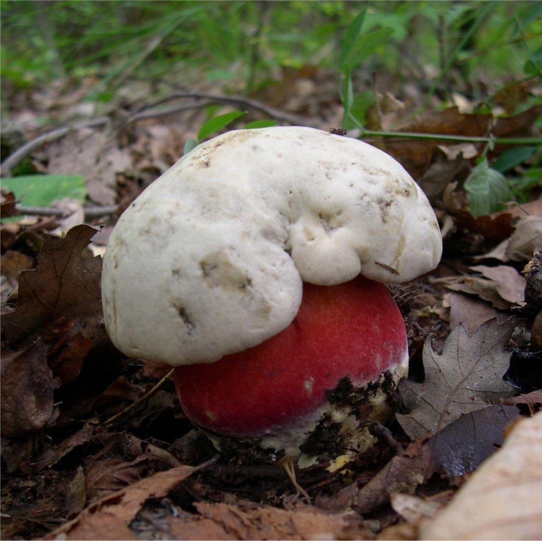 Krwistoborowik szatański