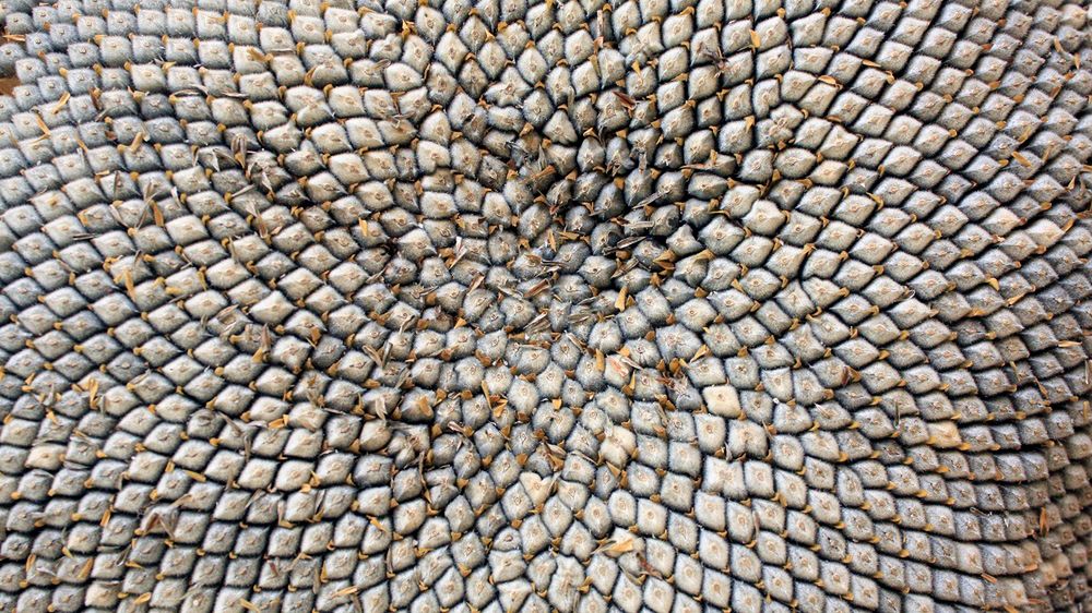 Słonecznik zawiera leucynę, aminokwas, który może przyczyniać się do redukcji tkanki tłuszczowej