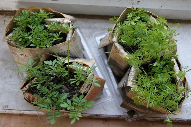 Kuchenny parapet to doskonałe miejsce na zorganizowanie domowego warzywnika. Dzięki niemu będziemy mogli cieszyć się smakiem ekologicznych warzyw i ziół