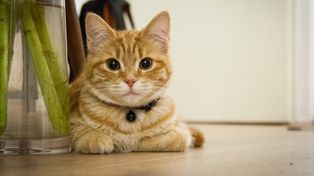 Polowania na koty. Zapomniany dramat średniowiecza