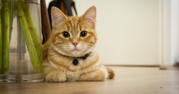 Polowania na koty. Zapomniany dramat średniowiecza