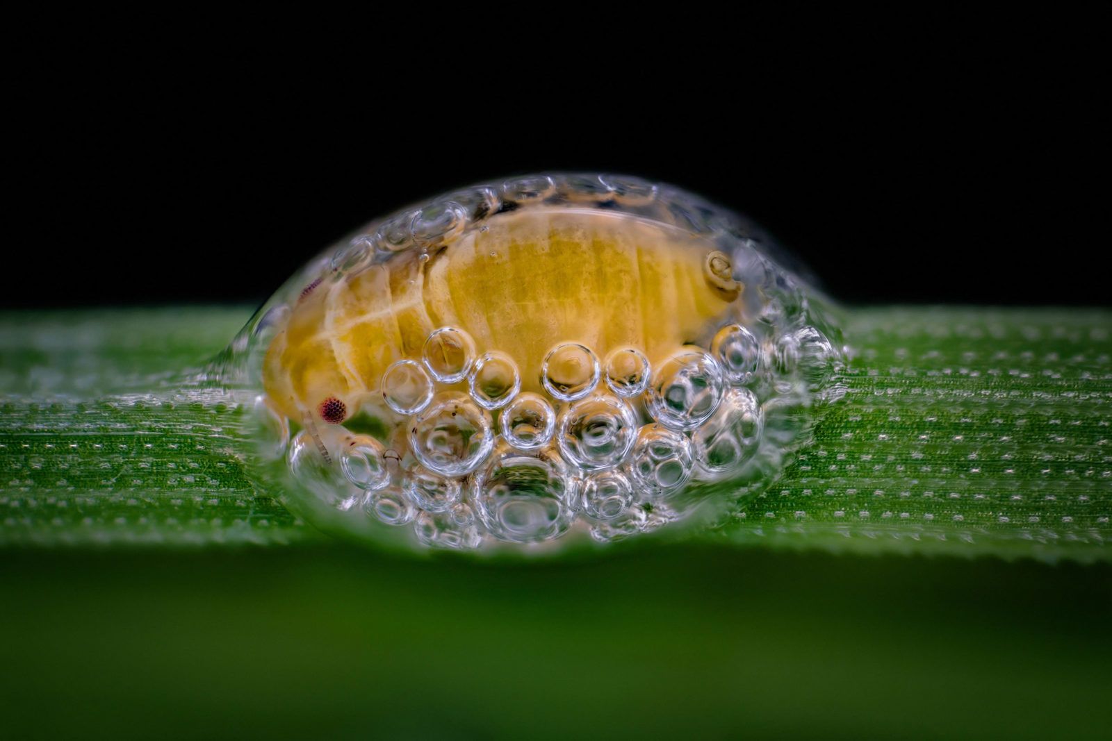 Niesamowity świat widziany z bardzo bliska - Nikon Small World 2018 3