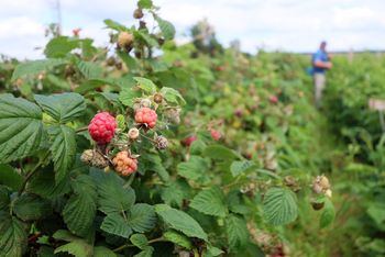 Malin może być mniej, wszystkiemu winne przymrozki. Plantatorzy już mówią o stratach