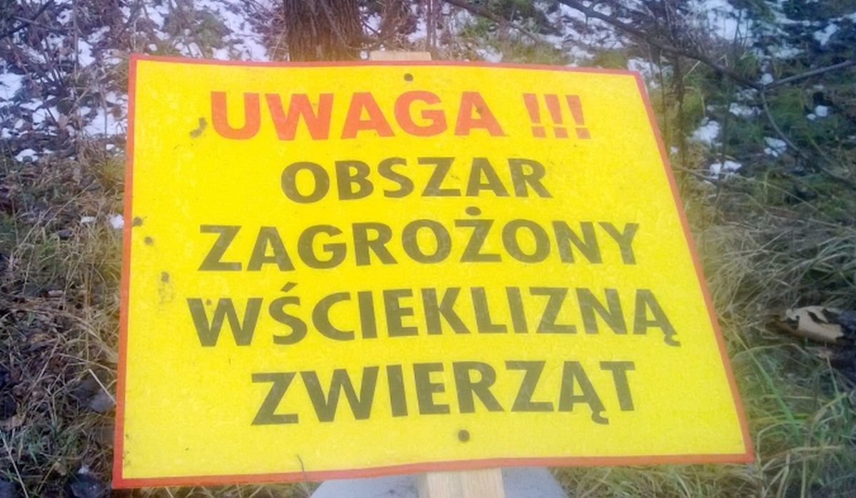 Wydano ostrzeżenia. Wścieklizna w jednym z województw