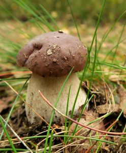 Pogoda dla grzybiarzy. Długoterminowa prognoza IMGW zachęca do pójścia w las