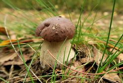 Pogoda dla grzybiarzy. Długoterminowa prognoza IMGW zachęca do pójścia w las