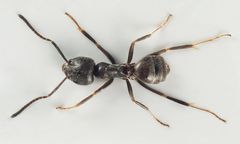 Inwazja gigantycznych mrówek. Już są za Odrą