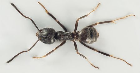 Inwazja gigantycznych mrówek. Już są za Odrą