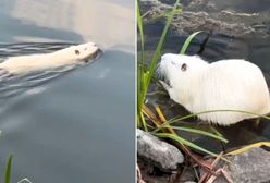 Tajemniczy albinos w Kluczborku. Nagrał bliskie spotkanie z białą nutrią