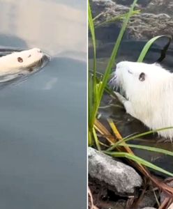 Tajemniczy albinos w Kluczborku. Nagrał bliskie spotkanie z białą nutrią