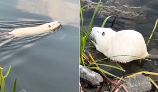 Tajemniczy albinos w Kluczborku. Nagrał bliskie spotkanie z białą nutrią