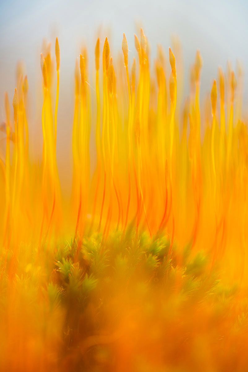 Najlepsze zdjęcia makro 12 edycji konkursu Garden Photographer of the Year 6