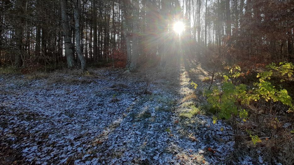 Zdjęcie wykonane 20 listopada w miejscowości Brzeżonko
