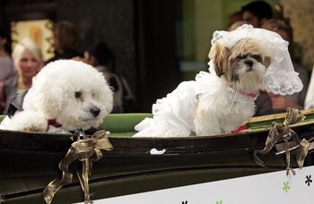 Limuzyny, torty i sesje zdjęciowe. Psie wesela w Chinach