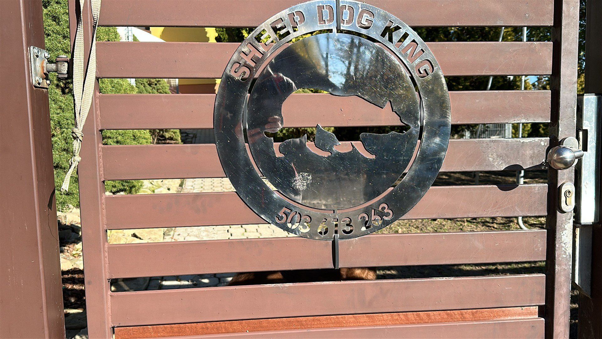 Mieszkaniec Czchowa na swojej posesji hoduje lwa i tygrysa