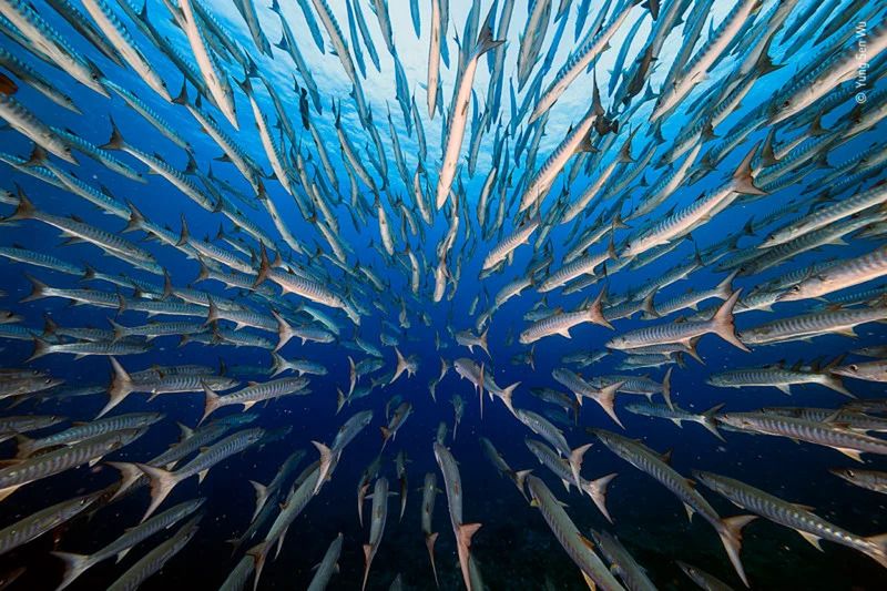 Publiczność wybrała najlepsze zdjęcia konkursu Wildlife Photographer of the Year 2021. Oto one 25