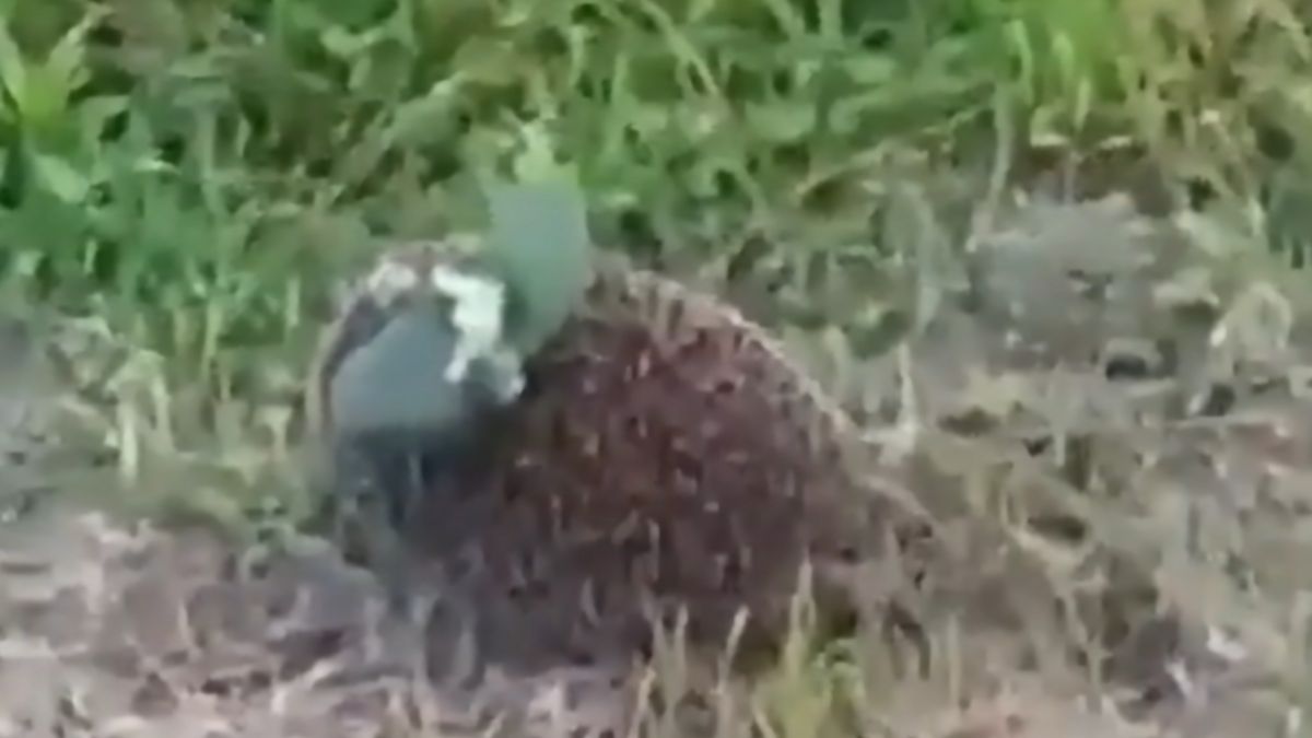 Mały jeżyk z miną przeciwpiechotną na karku, to obrazek z Ukrainy 