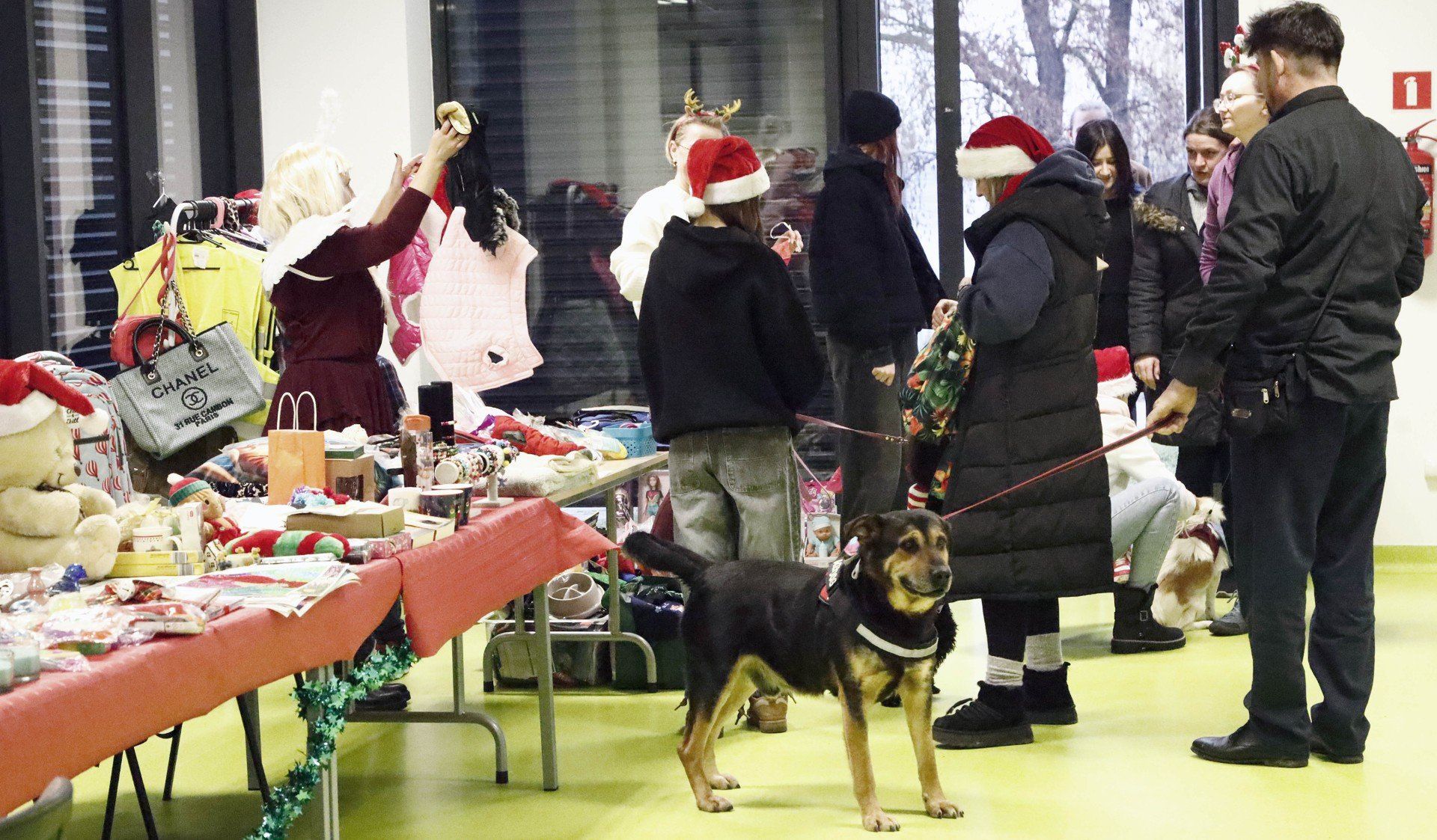 Festyn charytatywny na rzecz zwierząt w Marinie w Grudziądzu